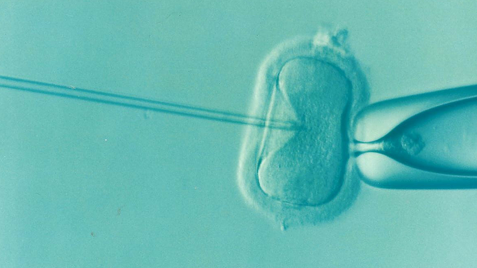 1990 The Human Fertilisation and Embryology Act 1990.